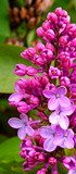 Joie de la Résurection du Christ racontée aux enfants - Lilas roses fleuri pour Pâques