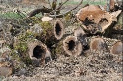 Souche morte du Chêne de l'Évangile - forêt d'Orléans