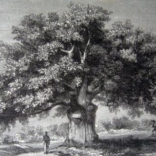 Histoire de l'Orléanais : Chêne de l'Évangile à Chanteau