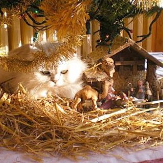histoire d'animaux - chat dans une crèche