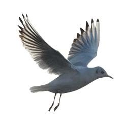 envol de la mouette
