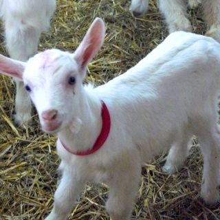 Récit pour la jeunesse - La chèvre du sacrifice