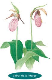 Légende de la Vierge - Sabot de la Vierge